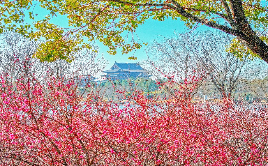 梅香漫園區！邂逅初春限定浪漫